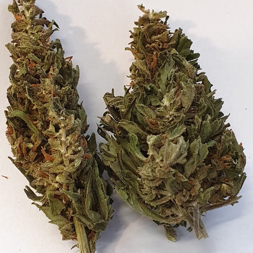 Shaman CBD